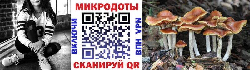 наркота kraken ONION Галлюциногенные грибы Psilocybine cubensis Баксан
